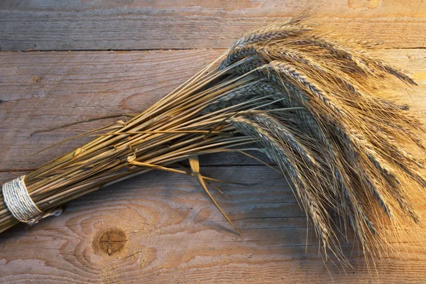 Sheaf of barley — Stok Foto