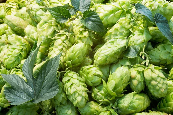 Detail of hop cones — Stock Photo, Image