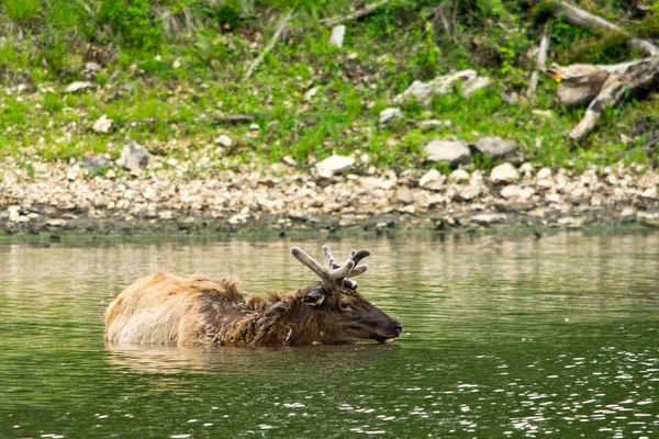 An elk swimming in lake in the wilds — Stock Photo, Image