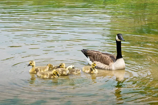 池の上他の-家禽と水泳カナダのガチョウ — ストック写真