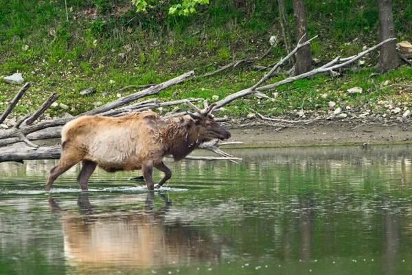 An elk walking into water in the wilds — Stock Photo, Image