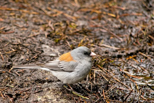 Junco de olhos escuros nas Montanhas Rochosas no Colorado — Fotografia de Stock