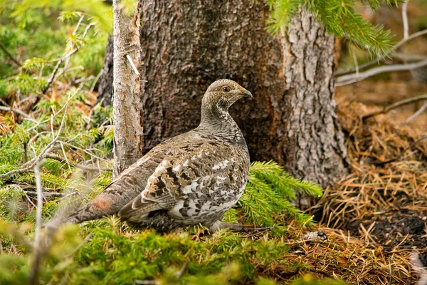 春にはコロラド州の野生の雷鳥 — ストック写真