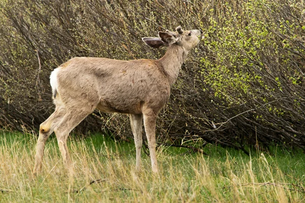 Rocky Mountain mule deer in the Colorado — Stock Photo, Image