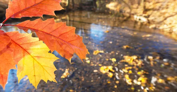 Detail des Blattes im Herbst — Stockfoto