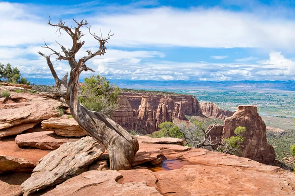 Árbol seco en Colorado Monumento Nacional en Estados Unidos — Foto de Stock