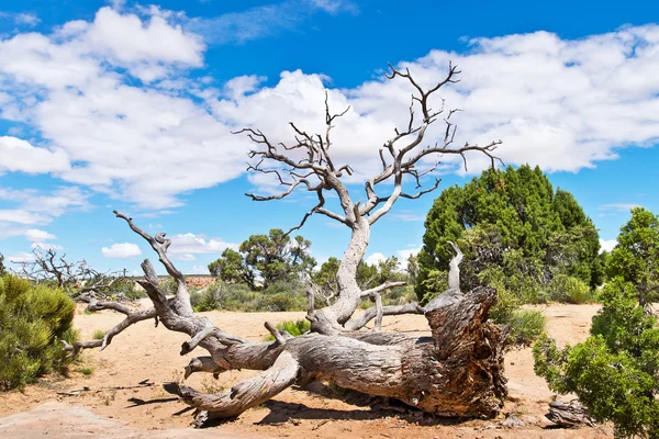 Táj a száraz fa a sivatagban, Utah — Stock Fotó