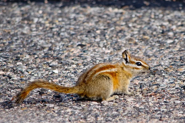 Chipmunk in  Canyonlands National Park in Utah — Stock Photo, Image