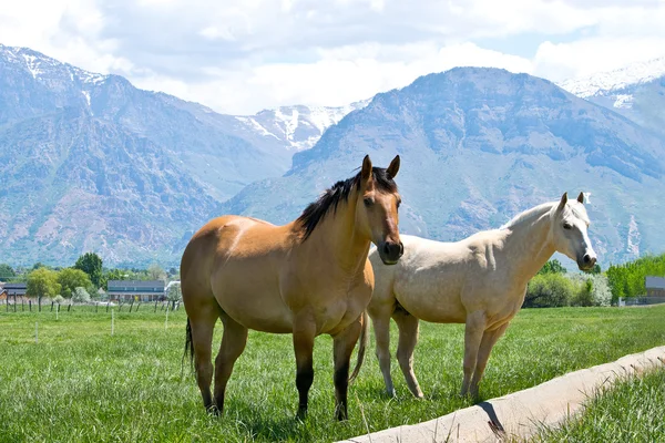 Två Utah hästar i naturen — Stockfoto