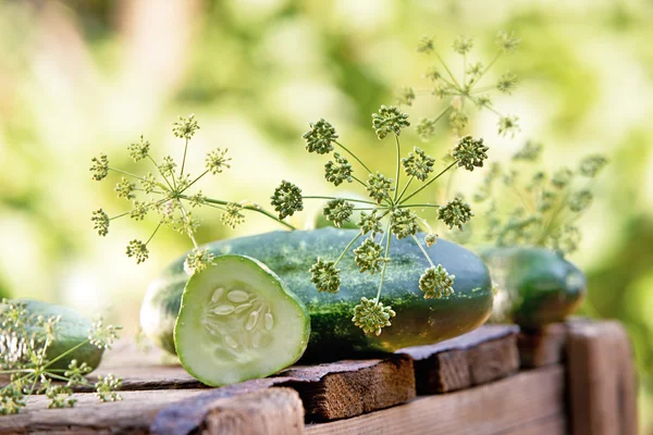 Gurken und Dill — Stockfoto