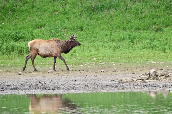 US elk at a lake in USA — Stock Photo, Image