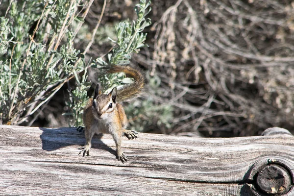 Utah Streifenhörnchen auf dem trockenen Baum in der Wildnis — Stockfoto