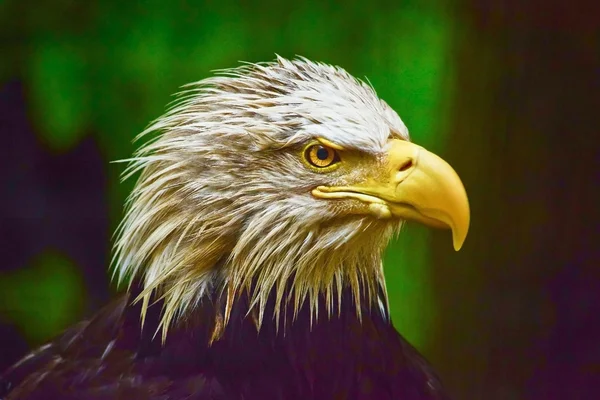 Cabeza de águila americana — Foto de Stock