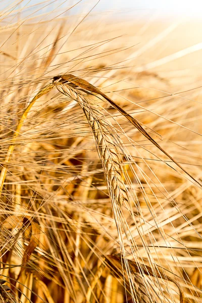 Detail van gerst — Stockfoto