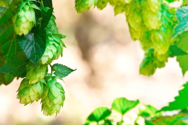 Hop koniler ile metin için yer