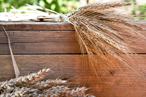 Barley and wheat — Stock Photo, Image