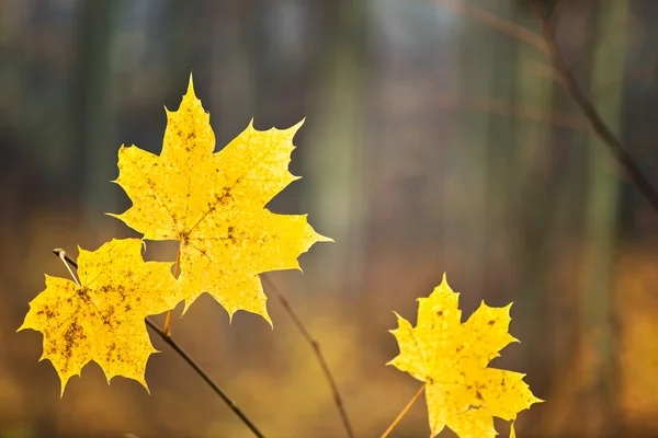 Detail orangefarbener Blätter im Wald — Stockfoto