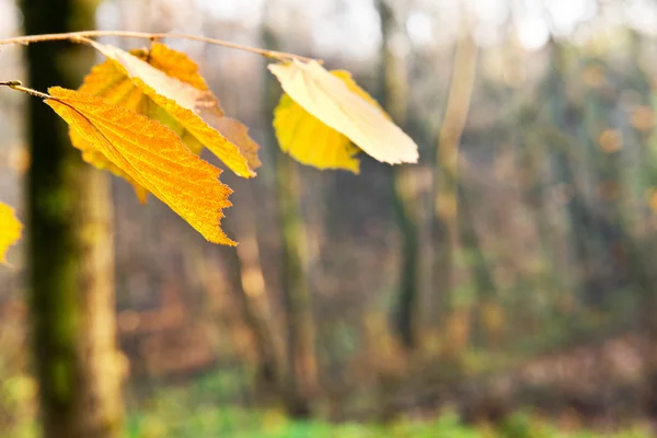 Fondo de otoño desenfocado — Foto de Stock