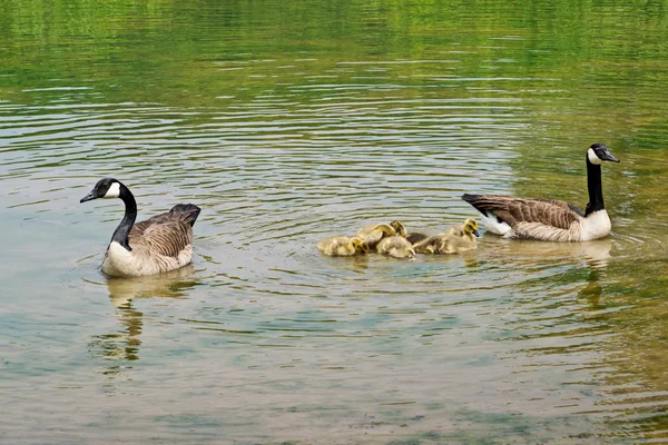 池の上他の-家禽と水泳カナダのガチョウ — ストック写真