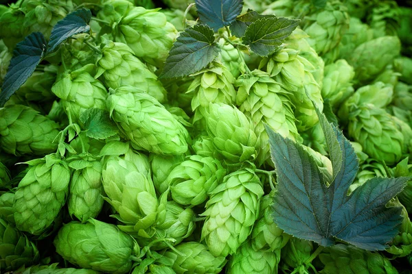 Detail of hop cones — Stock Photo, Image