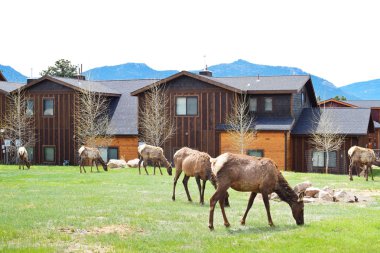 Elks Estes Park Colorado'da çimenlerin üzerinde otlatma