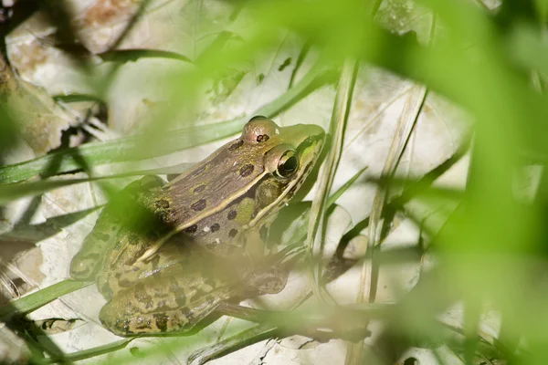 春の草の背後にある木製のカエル — ストック写真