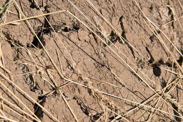 Detail of dry soil — Stock Photo, Image