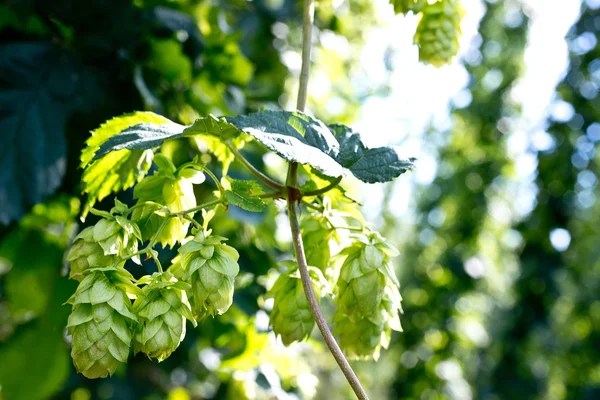 Detail of hop cones before the harvest — Stock Photo, Image