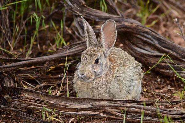 토끼, 미국 유타의 야생 동물 — 스톡 사진