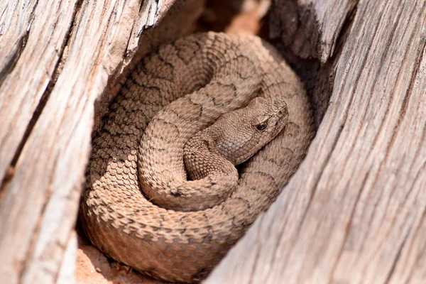 Serpent à sonnette nain fané dans la nature, Colorado — Photo