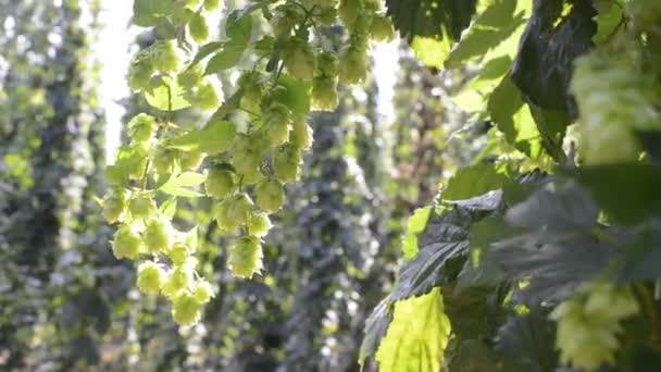 Détail des cônes de houblon dans la brise avant la récolte — Video