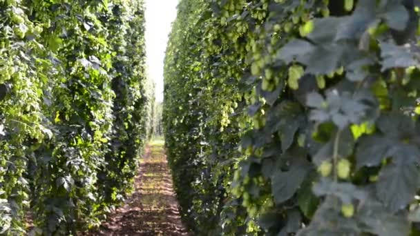 Champ de houblon avant la récolte, houblon tchèque — Video