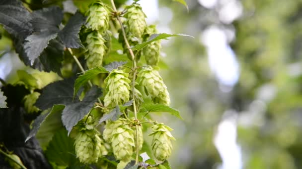 Landwirt inspiziert Hopfendolden vor der Ernte — Stockvideo