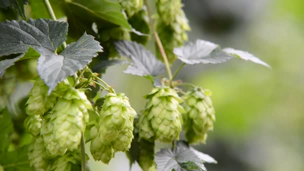 Detail of hop field before harvest — Stock Video