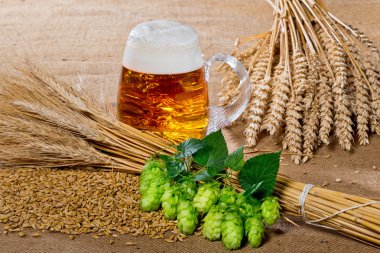 bardak bira ve bira üretimi için ham maddeler