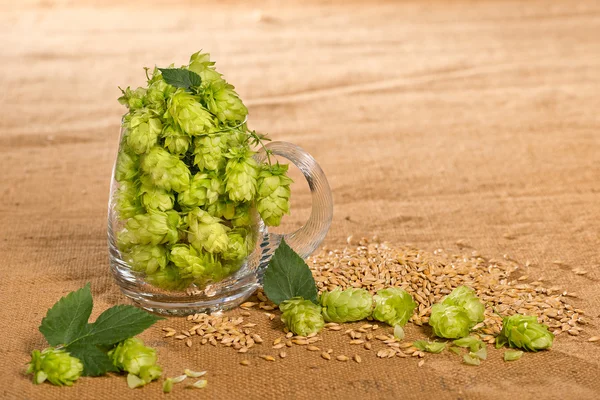 Conos de lúpulo en el vaso de cerveza y cebada — Foto de Stock