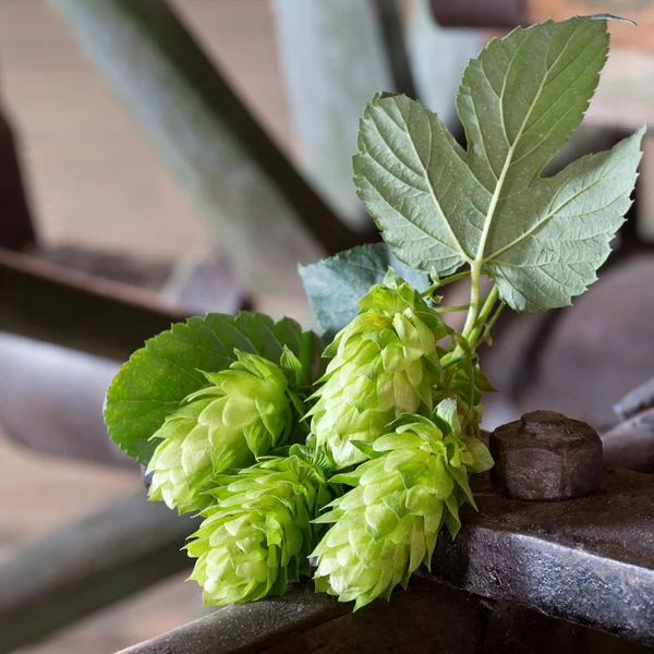 Detail van de hopbellen op de roestige achtergrond — Stockfoto