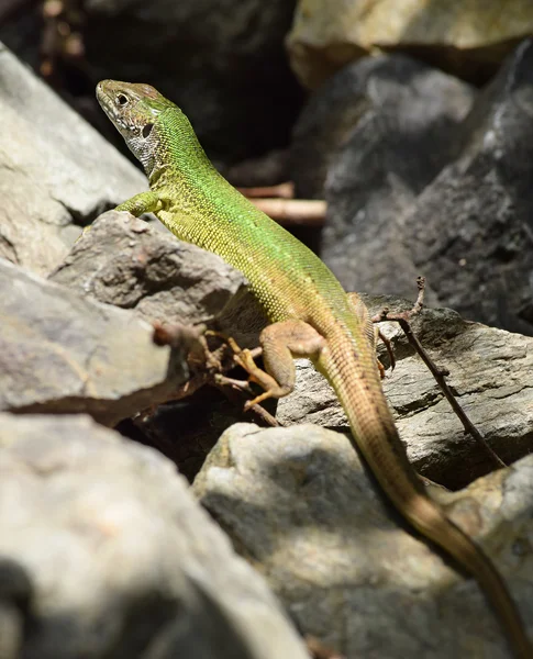 Lagarto verde europeu na natureza — Fotografia de Stock