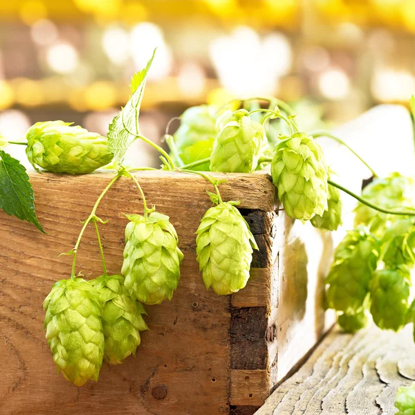 Still life with hop cones in the farm — Stock Photo, Image