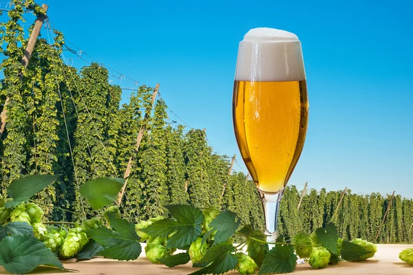 Bicchiere di birra con campo di luppolo befor raccolto, luppolo ceco — Foto Stock