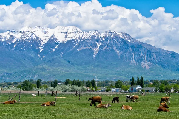İnek ve dağlar ile Utah ranch
