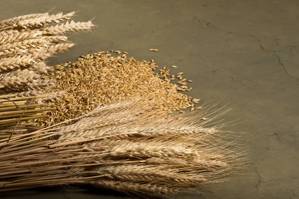 Wheat and barley — Stock Photo, Image