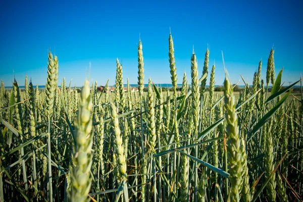 Detalj av vete fält — Stockfoto