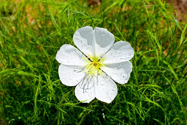 Detalhe da flor selvagem do deserto branco em Utah — Fotografia de Stock