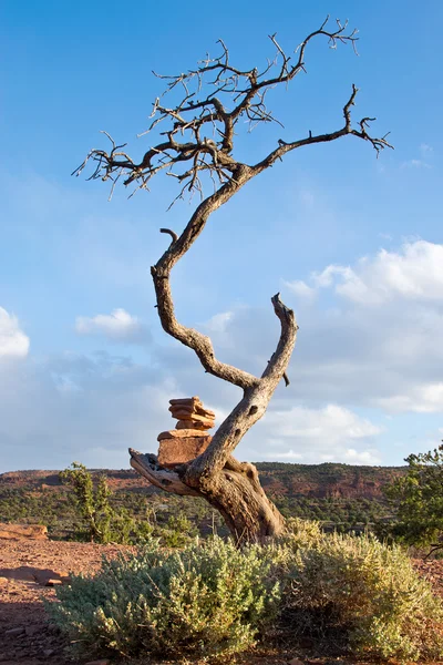 Detail of dry tree in Utah, USA — Stock Photo, Image