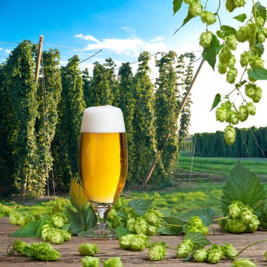 bira cam hop alanını hasat önce