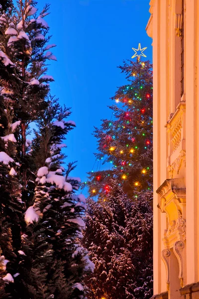 Detail of Christmas tree in the winter — Stock Photo, Image