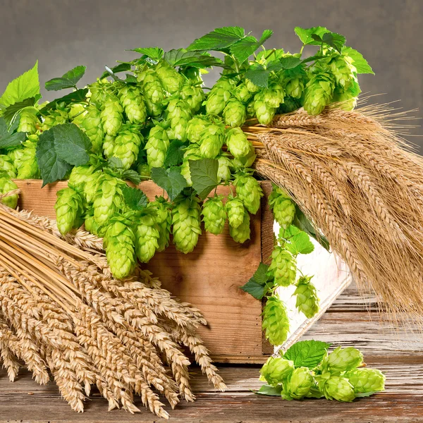 Naturaleza muerta con conos de lúpulo cebada y trigo — Foto de Stock