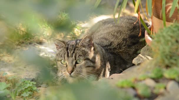 Katt som vilar i trädgården, realtid, inget ljud, ingen kamerarörelse — Stockvideo