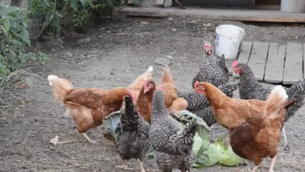 Alimentação de galinhas em casa de reprodução — Vídeo de Stock